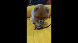 Bossy Pomeranian rings bell for food