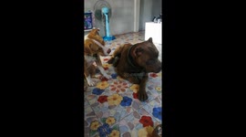 Curious doggies baffled by cat sounds from TV