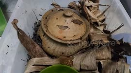 Albino Monocled Cobra Curls Up In Clay Pot