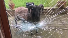 Ram-raided! TV presenter stunned after his patio doors are smashed by an angry male sheep