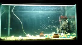 Tetra Fish in home