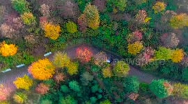 Beautiful drone of forest covered by colourful trees in China's Chongqing