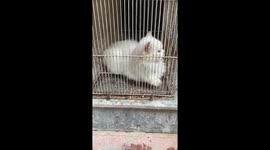 Beautiful Cat mother and son in cage