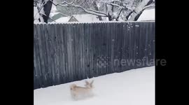 Hope your day is just as joyful! ??#cowx #Colorado #ColoradoSprings #snow #snowday https://t.co/IollD3VWVI