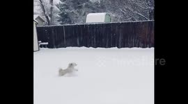 Adorable dog undeterred by snow as Colorado hit with flurries