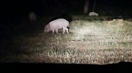 Wild boar in Islamabad Pakistan