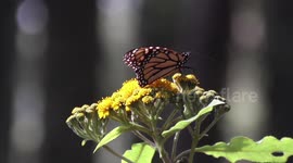 The amazing monarch butterfly biosphere reserve forest in Michoacan, Mexico
