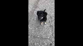 Cute dog