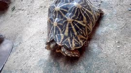 Indian star tortoise big one