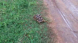 sri lankan star tortoise cross the road