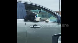 Cool fluffy dog enjoys fresh breeze driving through New York