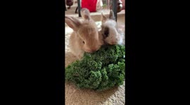 Flip Flop bunnies