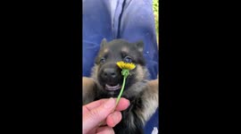 German shepherd puppy sees paws his paws for the first time.