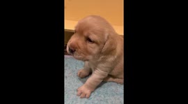 Golden Labrador puppy shows the other who’s boss