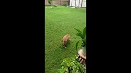 Our special needs pup dancing with his fur sis!