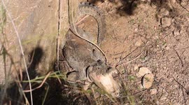 Huge crocodile rescued from deep well in northern India