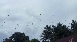 Crossing the road under the surveillance of hundreds of bats