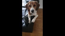 Naughty puppy alert! Cheeky beagle up to mischief, puppy dog eyes