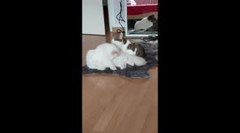 Sweet cats licking each other