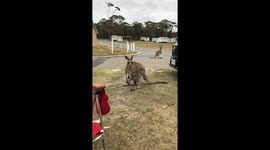 Curious mama kangaroo comes up to investigate camp with joey in her pouch