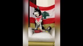 Husky revolts with the humorous and creative Lebanese Revolution