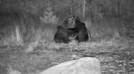 Bear siblings play-fighting caught on trailcam in Transylvania