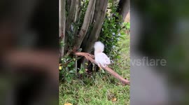 UK woman fascinated with albino squirrels has logged more than 100 of them, three times the number thought to exist
