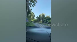 Driver trails behind truck overloaded with bamboo poles hanging off the back