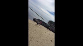 Beachgoers find 40ft long sperm whale washed up in the Philippines