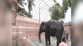 Indian temple authorities install shower system for local elephant