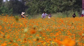 Tourists flock to beautiful field of orange cosmos flowers blooming in northern Thailand