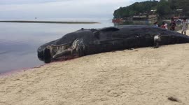 Beachgoers find 40ft long sperm whale washed up in the Philippines