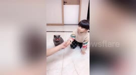 Clever cat mimics little boy's actions by giving high-fives and playing dead