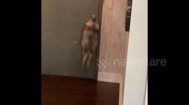 Cat opens heavy door and escapes