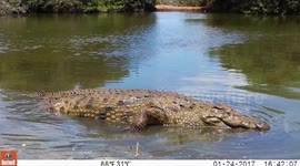Intense moment curious crocodile attacks camera in South Africa
