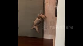 Sneaky cat opens heavy door to walk himself through the hallway in NYC