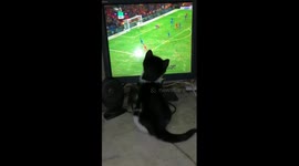 Cat Adore Liverpool Matches