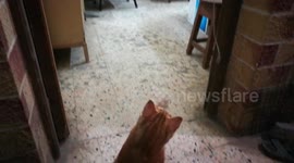 Cat Cannot Get Enough Off Robe Play