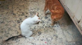 Baby Kitty Dance With Small Rat
