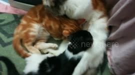 Caring Mommy Cat Breast feeding Her Kitties