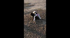 French Bulldog and Great Dane Puppy Fall in Love