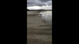 Fastest Frenchie Ever