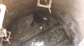 Puppy rescued after falling down 20ft-deep sewer in west India