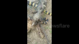 Indian fisherman stunned to find two snakes trapped in his net