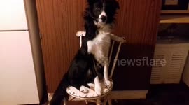 Dog sits on chair