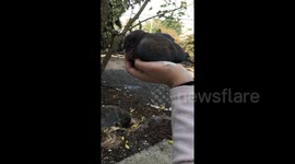 Injured bird falls asleep in Israeli teenager's hand after she rescues it