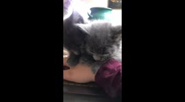 When life imitates art - rescue kitten falls asleep to music