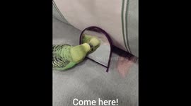Adorable parakeet is obsessed with talking to himself in the mirror