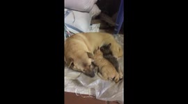 Motherly instincts kick in as dog adopts two kittens and attempts to feed them milk in Vietnam