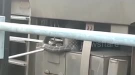 10ft-long cobra snuggled underneath compartment of moving train is rescued in northern India